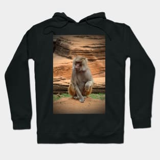 Hamadryas Baboon Hoodie